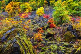 Hillside of Vine Maples-7744 Hillside of Vine Maples-7744